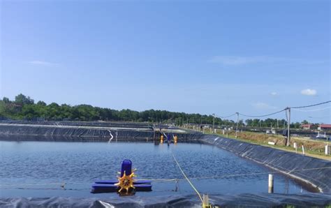 Tambak Udang Makin Produktif Dengan Electrifying Agriculture PLN