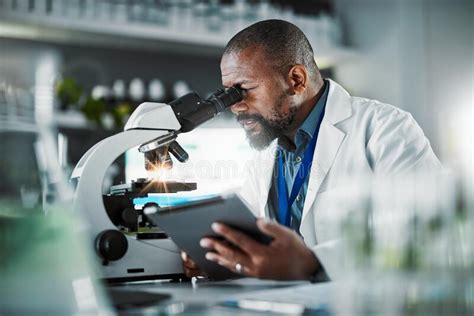 Black Man Scientist Microscope And Plants In Lab Analysis