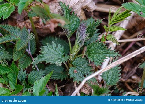 First Spring Green Leaves Of Grass Blooming From Naked Empty Ground