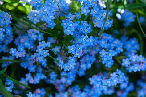 How To Grow And Care For Forget Me Not Flowers Myosotis Spp Store