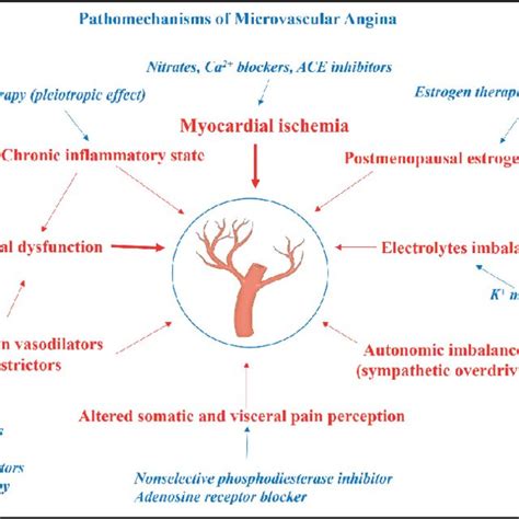 Pathomechanisms of microvascular angina. | Download Scientific Diagram