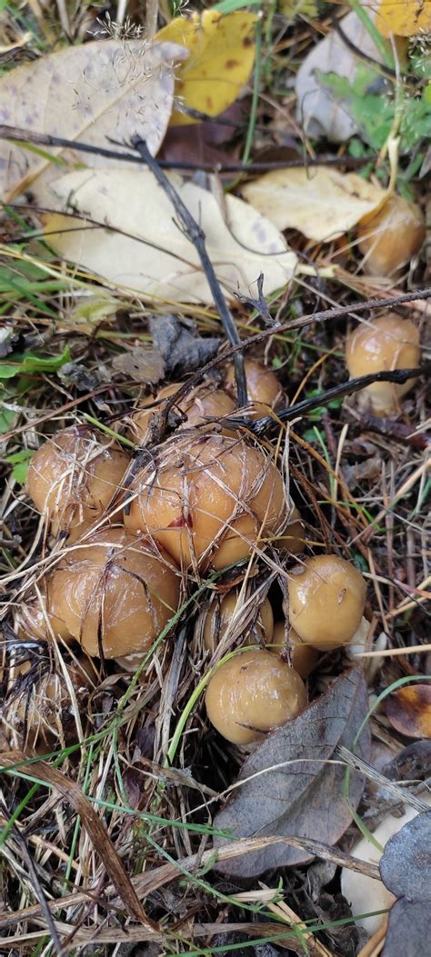 Паутинник обыкновенный (Cortinarius trivialis) фото и описание