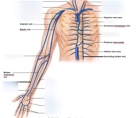 Arm Veins Diagram Quizlet