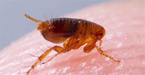 Professional Fleas Exterminator The Bugman Pest Control Fraser Valley