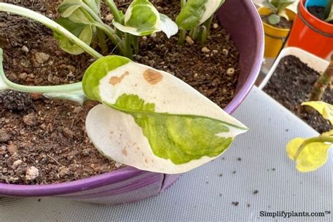 Brown Spots On Pothos Leaves 7 Causes Easy Fix Simplify Plants