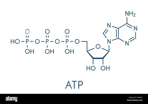 Atp Molecule Labeled High Energy Bonds