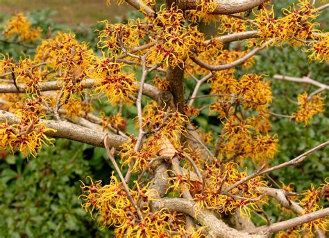 Hamamélis : planter et cultiver – Ooreka