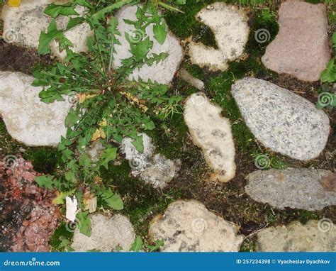 Background Fragment Texture The Old Road Is Paved With Wild Stone Cobblestones Landscape