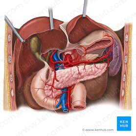 Splenic vein: Anatomy, tributaries, drainage | Kenhub