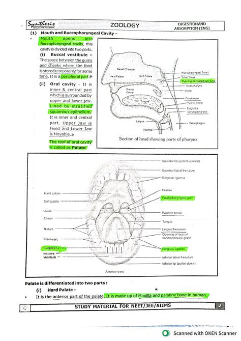 SOLUTION Digestion And Absorption Notes Studypool