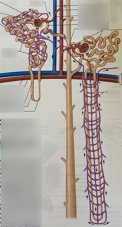 Anatomy Of Nephron Diagram Quizlet