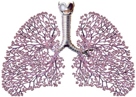 Diagram of Lungs (Anatomy of Breathing) | Quizlet