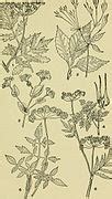 categoryan illustrated guide   flowering plants   middle
