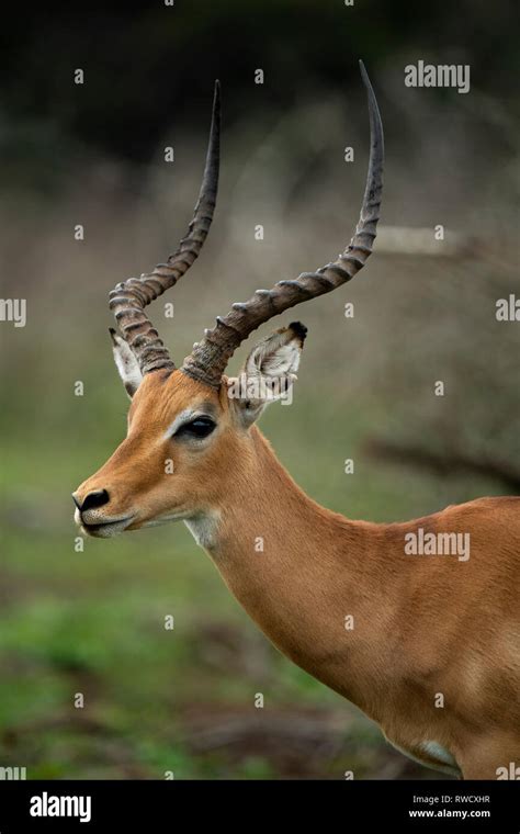 Impala Aepyceros Melampus Lake Mburo National Park Uganda Stock