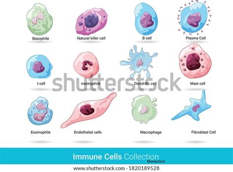 Cells Immune System Cells Anatomical Diagram Stock Vector (Royalty Free ...