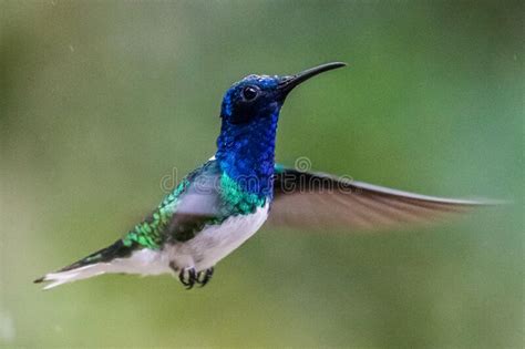 Violetear Espumante Verde E Azul Beija Flor Voando Ao Lado De Uma Bela