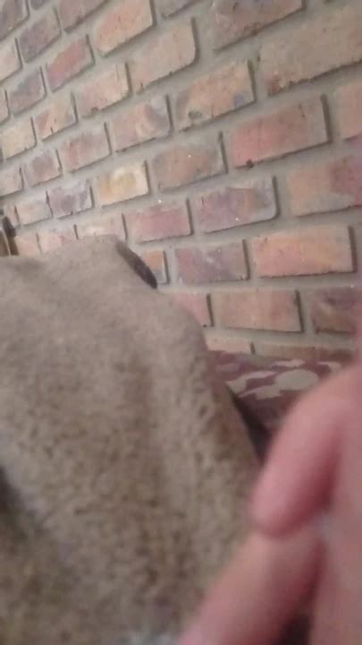 Nice Ass Anal Sex And Lots Of Cum Hardcore Gay Twink Porn Feat Wedwed XHamster