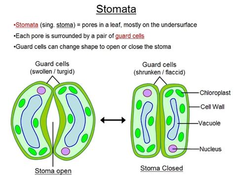 Difference between Stoma and Stomata - KnowsWhy.com