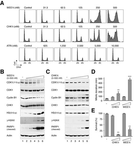 Pharmacological Targeting The Atrchk1wee1 Axis Involves Balancing