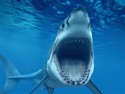 Shark Attack In Redondo Beach: How Likely Is It To Happen? | Redondo