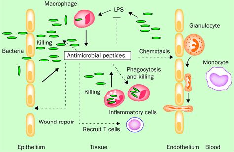 Radiolabelled Antimicrobial Peptides For Infection Detection The