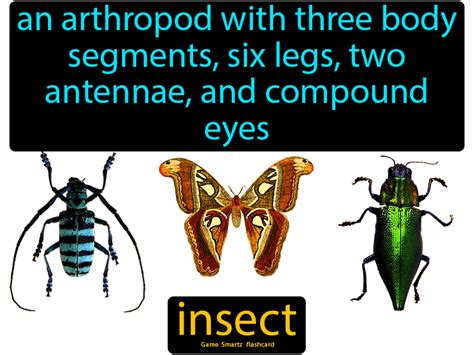 Insect Easy Science Parts Of A Flower Easy Science Arthropods