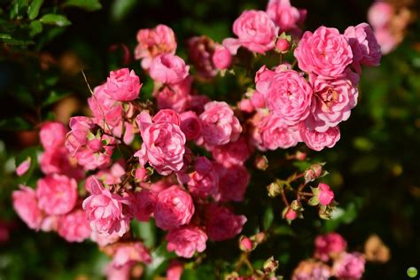 Tiny roses | Autumn in Moenchengladbach, Germany. | petrOlly | Flickr
