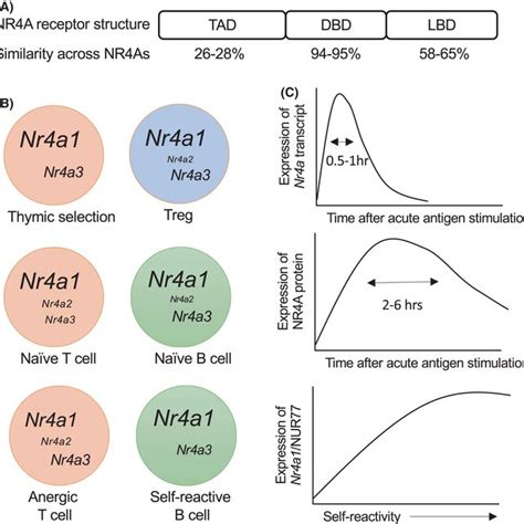Tolerogenic roles of the NR4A family in the T cell lineage. Thymus ... 