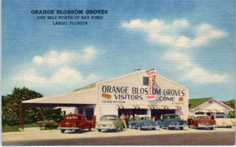 Largo Fl Florida Orange Blossom Groves C1950s Cars Roadside Postcard Ebay