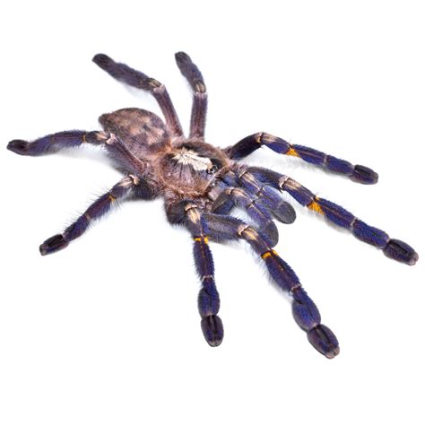 best tarantula vomiting step by step 8