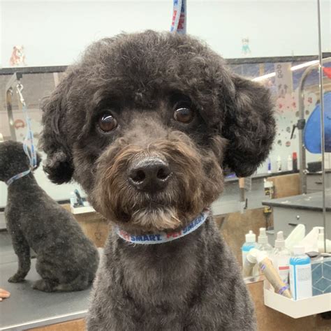 Brody Nixon – Arizona Poodle Rescue