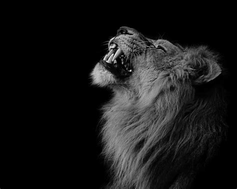 Wallpaper Lion, mane, teeth, face, black background 2560x1600 Picture, Image