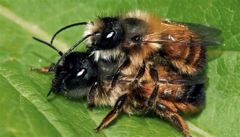 Steckbrief Wildbienen Deutsche Wildtier Stiftung