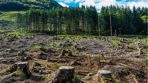 World Leaders Pledge To End Deforestation By The Great Bengal Today