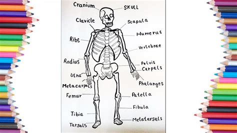draw human skeleton   names   parts skeleton