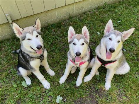 3 Kuuk Malamutes Alaskan Malamute Breeder