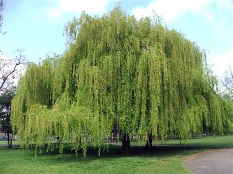 Weeping Willow © Christine Westerback :: Geograph Britain and Ireland