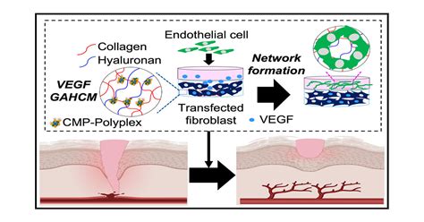 VEGF Encoding Gene Activated Collagen Based Matrices Promote Blood