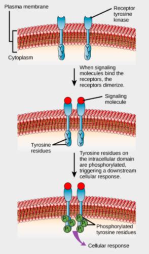 Chapter 3 Non Enzymatic Function And Protein Analysis Protein