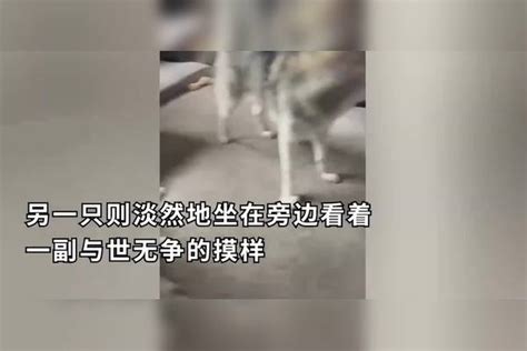 狗子太皮主人求助旁边的淡定老二哈，狗：没事我年轻的时候也这样老二主人时候