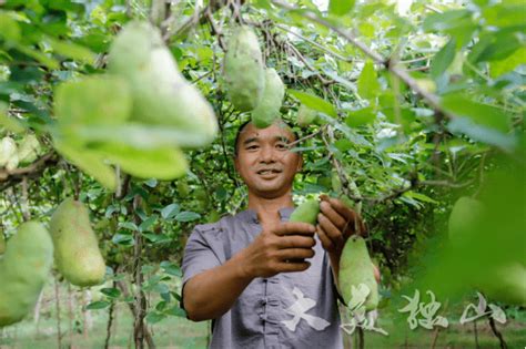 【喜迎二十大】独山三里村：八月瓜喜获丰收 农户喜笑颜开种植麻万镇独山县