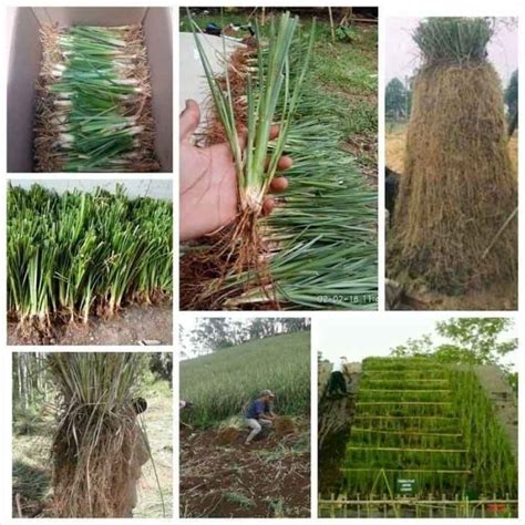 Jual Rumput Vetiver Akar Wangi Rumput Penahan Longsor Pencegah Erosi