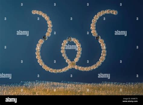 Cyanobacteria Light Micrograph Stock Photo Alamy