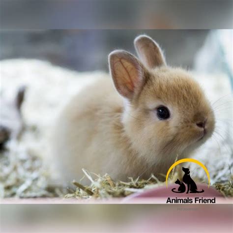 Kenali Karakteristik Kelinci Netherland Dwarf Dan Cara, 55% OFF