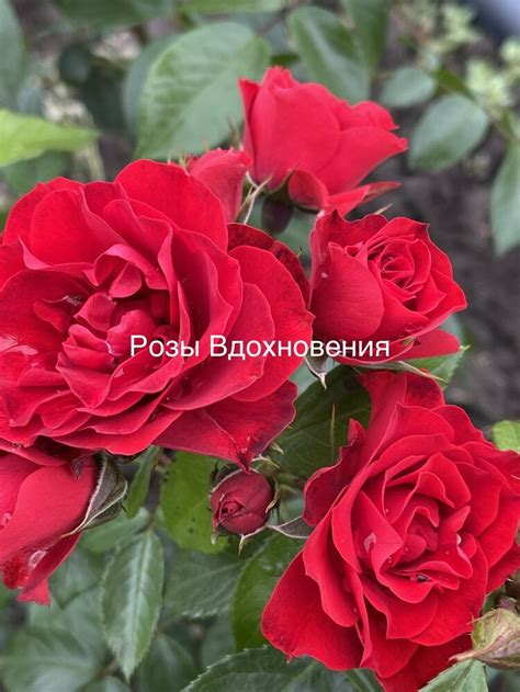 Роза Арифа (Arifa) - Розы флорибунда: купить саженцы в Краснодаре и ...