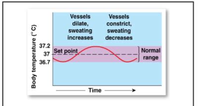 BIOL 323: Exam #1 Flashcards | Quizlet