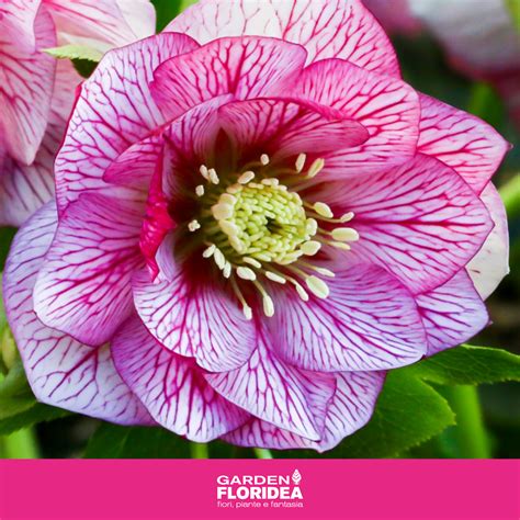 Helleborus Spring Promise - Garden Floridea
