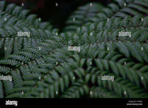 New Zealand Tree Fern Stock Photo - Alamy