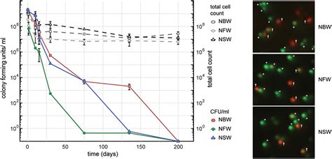 Frontiers Structural And Proteomic Changes In Viable But Non