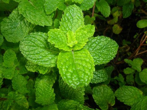 Free Images Nature Flowering Plant Leaf Flower Spearmint Herb